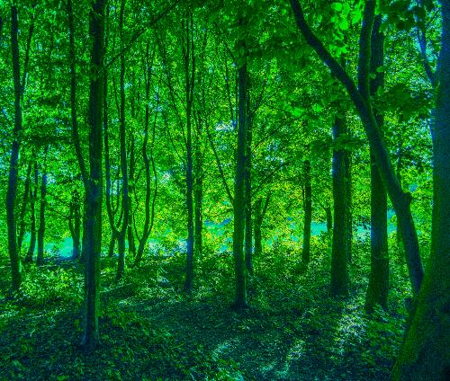 Wald6090